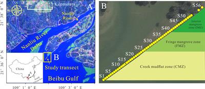 Pattern of total organic carbon in sediments within the mangrove ecosystem